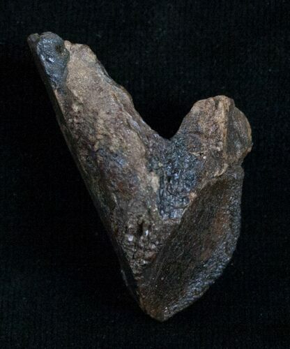 Rooted Triceratops Tooth - #7160